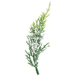 Gałązki choinek długość 14 cm, torba 30g